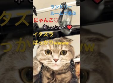 ちょっとちょっとそんなとこで遊ばないでーーーー💦#スコティッシュフォールド