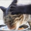 空腹で荒れている日本の猫たちにご飯をあげると・・・ 猫たちと支援者様に神のご加護を！