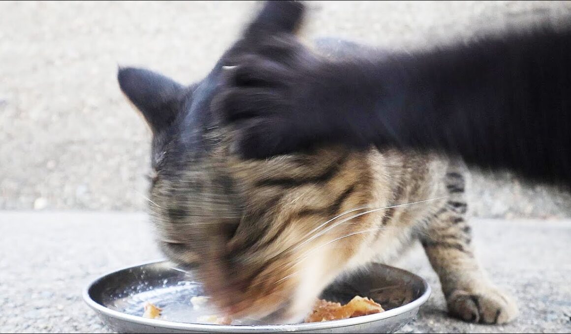 空腹で荒れている日本の猫たちにご飯をあげると・・・ 猫たちと支援者様に神のご加護を！