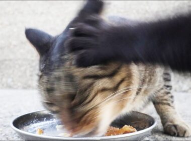 空腹で荒れている日本の猫たちにご飯をあげると・・・ 猫たちと支援者様に神のご加護を！