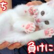 白血病陽性の子猫､隔離生活でも友達いっぱい✨全力遊び‼︎