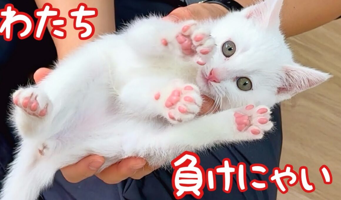 白血病陽性の子猫､隔離生活でも友達いっぱい✨全力遊び‼︎