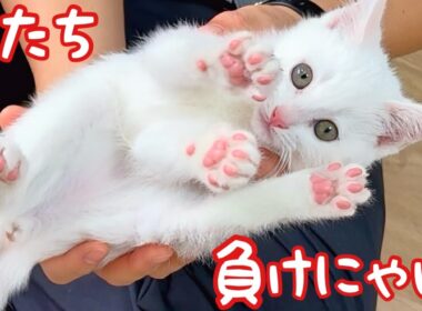 白血病陽性の子猫､隔離生活でも友達いっぱい✨全力遊び‼︎