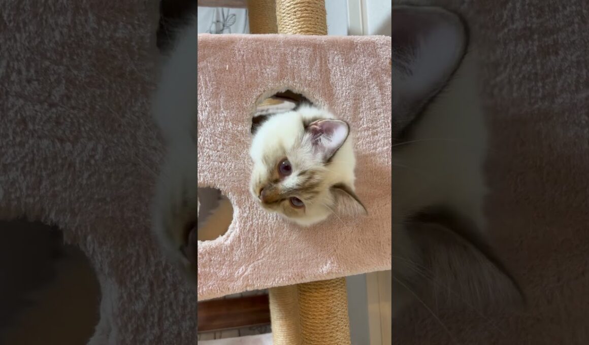 穴からこんにちは猫 #cat #babyanimal #猫のいる暮らし #子ネコ #ねこのいる生活 #shorts #birmancat #キャットタワー #バーマン