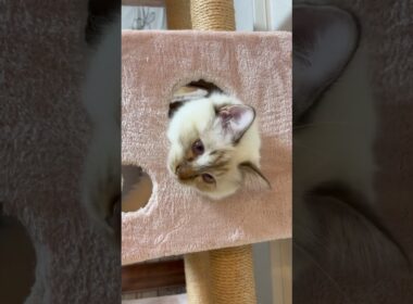 穴からこんにちは猫 #cat #babyanimal #猫のいる暮らし #子ネコ #ねこのいる生活 #shorts #birmancat #キャットタワー #バーマン