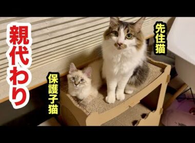先住猫を自分の親と思ってる保護子猫