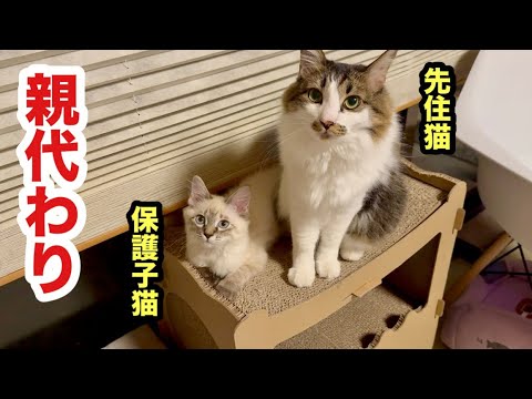 先住猫を自分の親と思ってる保護子猫
