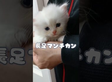 【ご家族様募集中】長足マンチカン男の子♡ #cat #かわいい子猫 #kitten #子猫 #cute #子猫ブリーダー #短足マンチカン #短足ミヌエット #子ネコ #子猫 #好きな子猫