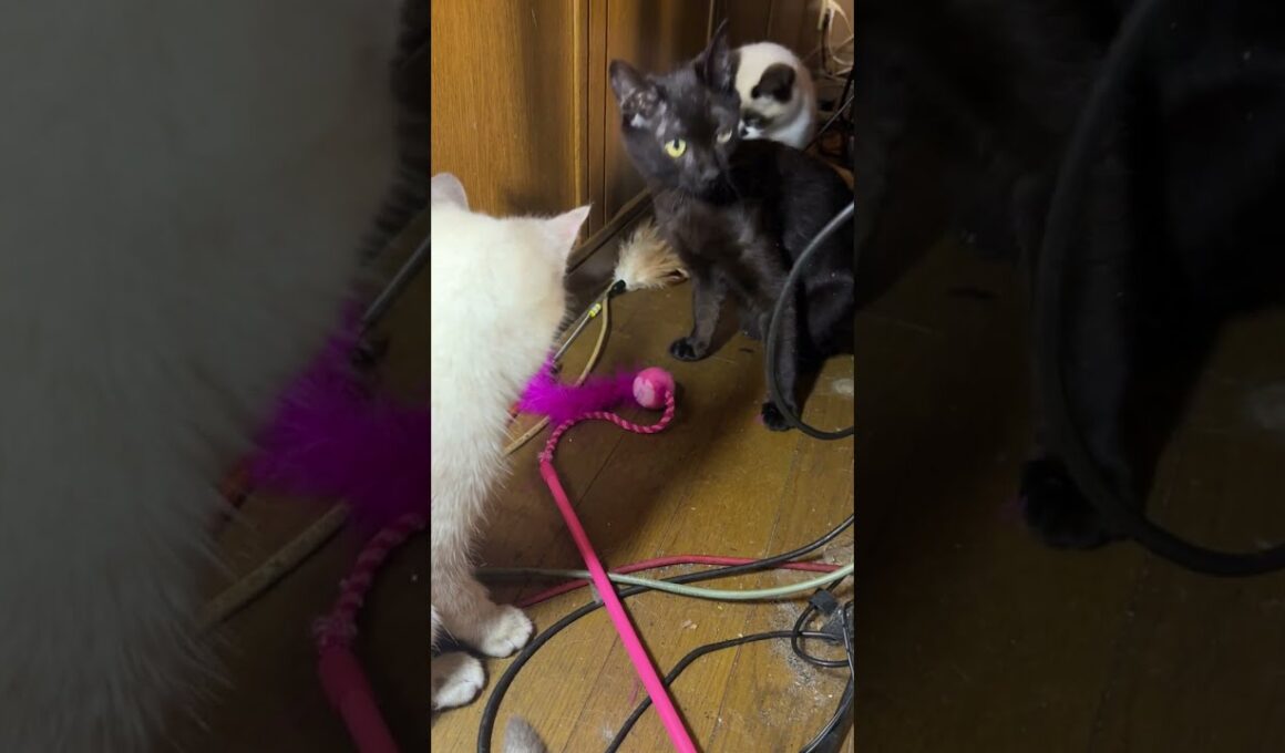 AVラックの細い通路で、ネコジャラシ。シャムの子ねこパンダくん。黒猫の子ネコ黒夢のアシストで、じゃれるようになり、妹の雫も観に来てｗ