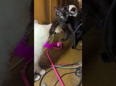 AVラックの細い通路で、ネコジャラシ。シャムの子ねこパンダくん。黒猫の子ネコ黒夢のアシストで、じゃれるようになり、妹の雫も観に来てｗ