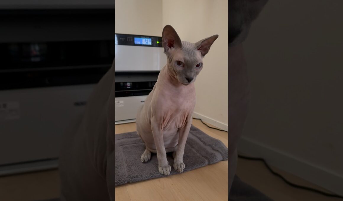 ヒーターの前がお気に入りの猫スルタン【スフィンクス】