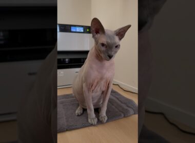 ヒーターの前がお気に入りの猫スルタン【スフィンクス】