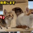 ゴミ屋敷で生まれ育った子猫には毎日が初めて尽くし