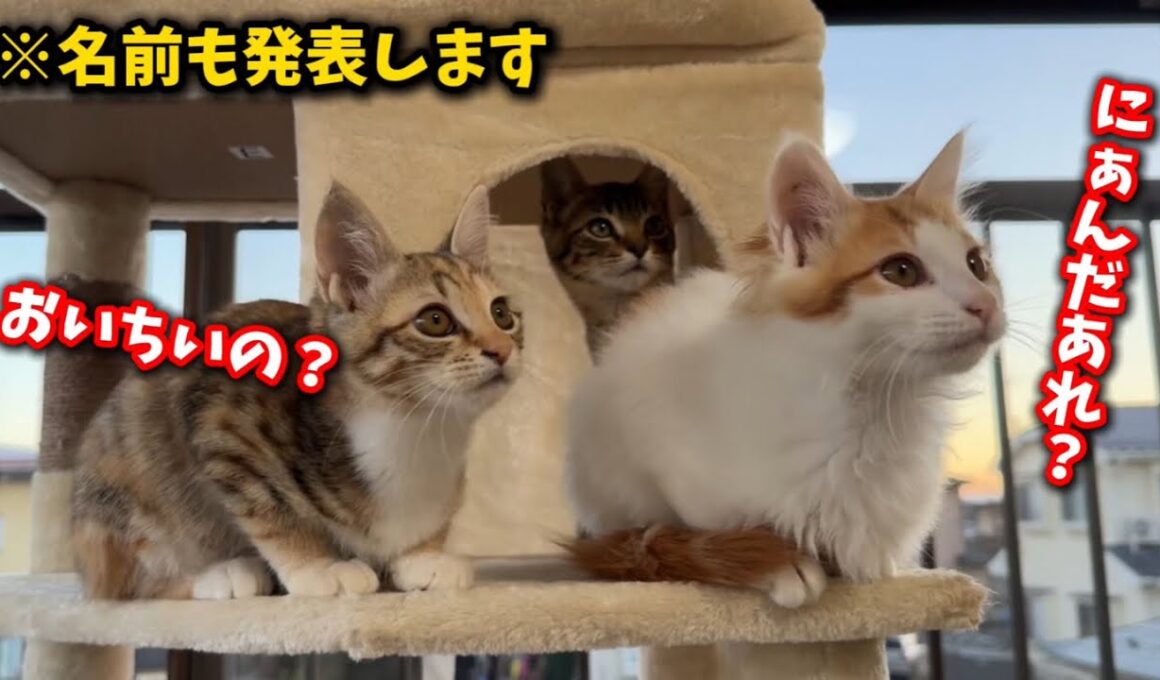 ゴミ屋敷で生まれ育った子猫には毎日が初めて尽くし