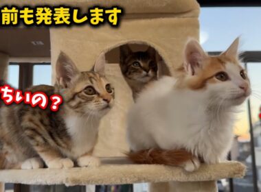 ゴミ屋敷で生まれ育った子猫には毎日が初めて尽くし