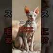 【スフィンクス①】毛がないのにあったかい!? #shorts #動物 #雑学 #猫 #ネコ