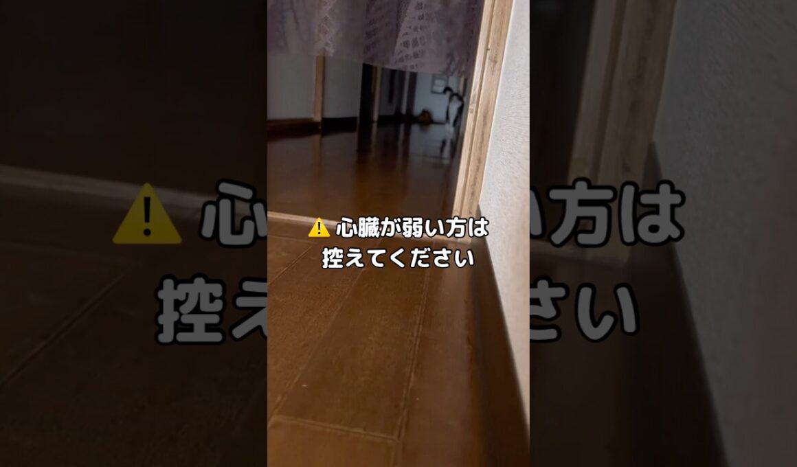 心臓が止まった方はコメントしてください🐱 #猫 #アメショ #スコティッシュフォールド #shorts