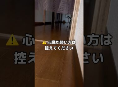 心臓が止まった方はコメントしてください🐱 #猫 #アメショ #スコティッシュフォールド #shorts