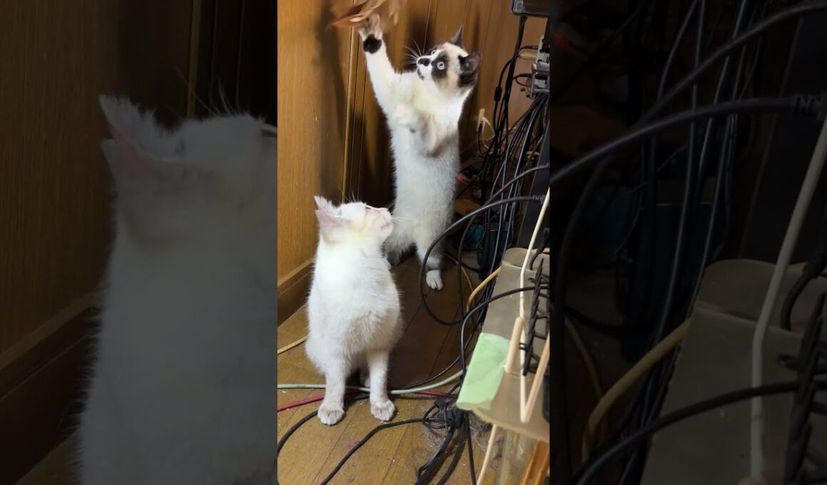 AVラックの細い通路。シャムの子ネコ雫「私もアシスト。お兄ちゃん（パンダ）、一緒に、ネコジャラシをしようよ」黒夢、ルルも一緒にｗ