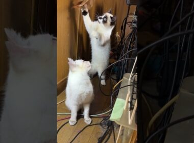 AVラックの細い通路。シャムの子ネコ雫「私もアシスト。お兄ちゃん（パンダ）、一緒に、ネコジャラシをしようよ」黒夢、ルルも一緒にｗ