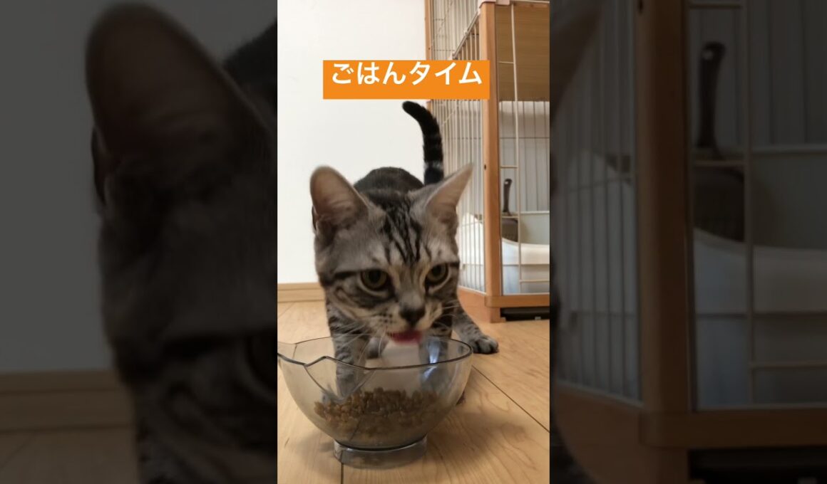 美味しそうにごはんを食べるアメリカンショートヘアのクロちゃん😄