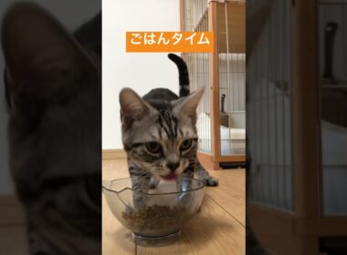 美味しそうにごはんを食べるアメリカンショートヘアのクロちゃん😄