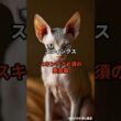 【スフィンクス②】スキンケア必須の美容猫 #shorts #動物 #雑学 #猫 #ネコ