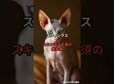 【スフィンクス②】スキンケア必須の美容猫 #shorts #動物 #雑学 #猫 #ネコ