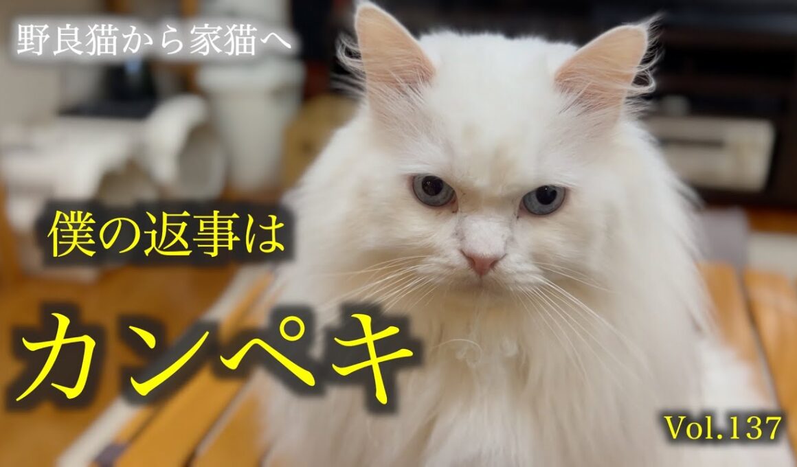 『ハイッ！』と完璧にお返事する愛猫をご覧ください！