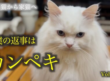 『ハイッ！』と完璧にお返事する愛猫をご覧ください！