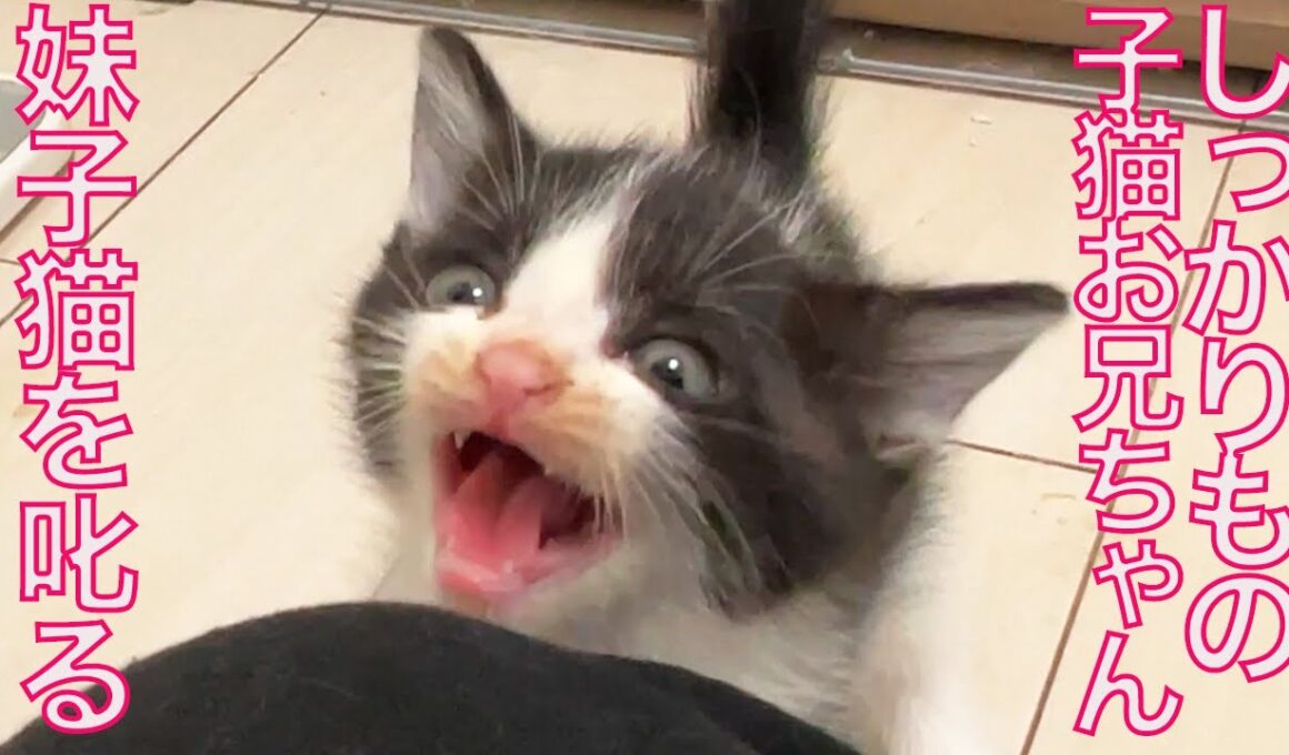 保護子猫兄妹、兄猫が妹猫を説教する The kitty's lecture for his sister-kitty