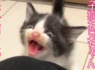 保護子猫兄妹、兄猫が妹猫を説教する The kitty's lecture for his sister-kitty