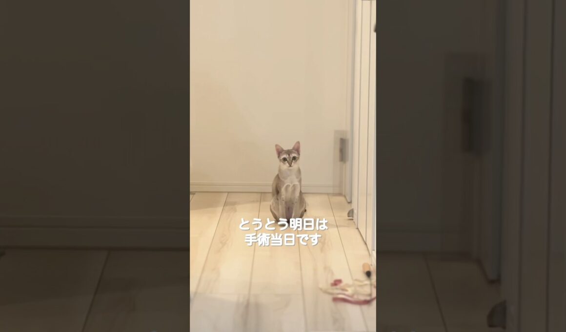ついに避妊手術をします。#cat #猫のいる暮らし #子ネコ #好きな子猫 #シンガプーラ