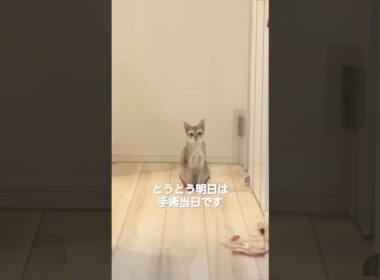 ついに避妊手術をします。#cat #猫のいる暮らし #子ネコ #好きな子猫 #シンガプーラ