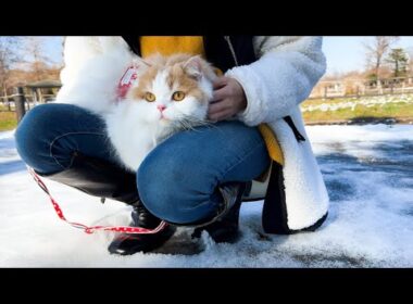 はじめて触る雪の冷たさにビックリして飼い主に助けを求める猫が可愛すぎたw