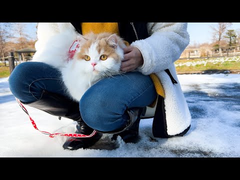 はじめて触る雪の冷たさにビックリして飼い主に助けを求める猫が可愛すぎたw