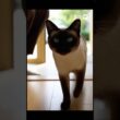 マメちゃんミケちゃんが、シャム猫を連れて帰って来た！