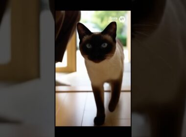 マメちゃんミケちゃんが、シャム猫を連れて帰って来た！