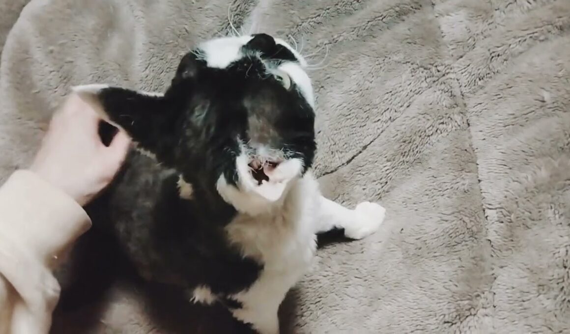 #デボンレックス