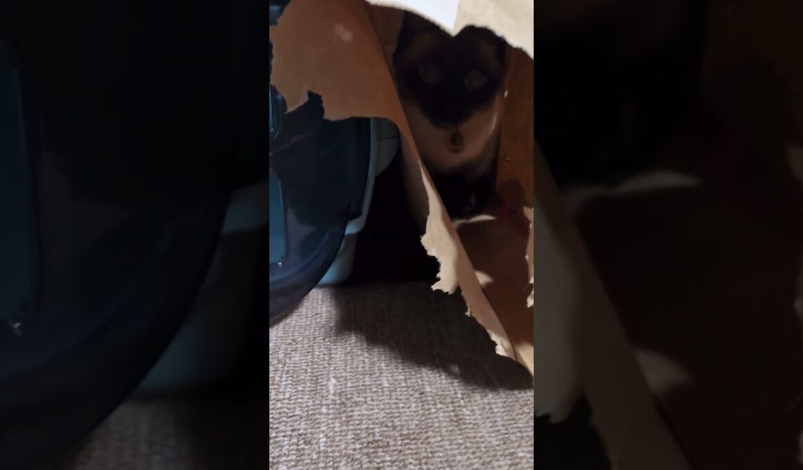 【これナニ】隠れてるつもりのシャム猫☆マロンちゃん　 #cat #catshorts #シャム猫 #しゃむねこ #ねこのいる生活 #ねこのいる暮らし