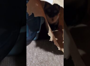 【これナニ】隠れてるつもりのシャム猫☆マロンちゃん　 #cat #catshorts #シャム猫 #しゃむねこ #ねこのいる生活 #ねこのいる暮らし