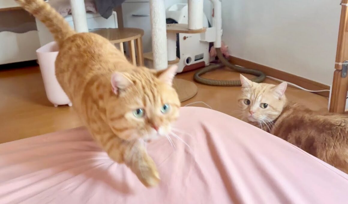 パパが休憩のたびに駆け寄ってくるマンチカン親子。