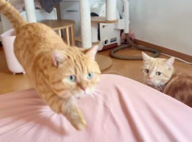 パパが休憩のたびに駆け寄ってくるマンチカン親子。