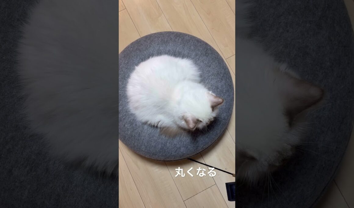 丸くなる猫 #bgm #cat #shorts #kitten #バーマン #猫 #ねこのいる生活 #babyanimal #birmancat #ドーナツ