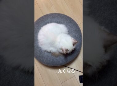 丸くなる猫 #bgm #cat #shorts #kitten #バーマン #猫 #ねこのいる生活 #babyanimal #birmancat #ドーナツ