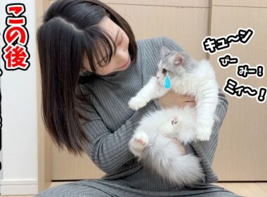 つらすぎて初めて泣いちゃった子猫がまさかのこうなった…！
