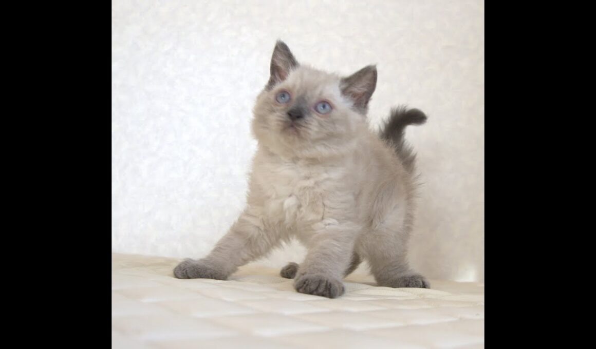 セルカークレックス子猫　Selkirk Rex　2025.９.26産まれ　ブルーポイント　巻き毛　女の子　シーダキャット猫のお店