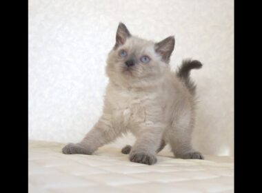 セルカークレックス子猫　Selkirk Rex　2025.９.26産まれ　ブルーポイント　巻き毛　女の子　シーダキャット猫のお店