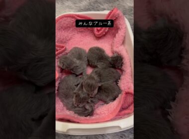 猫の赤ちゃん生後2日目 #サイベリアン #cat #kitten