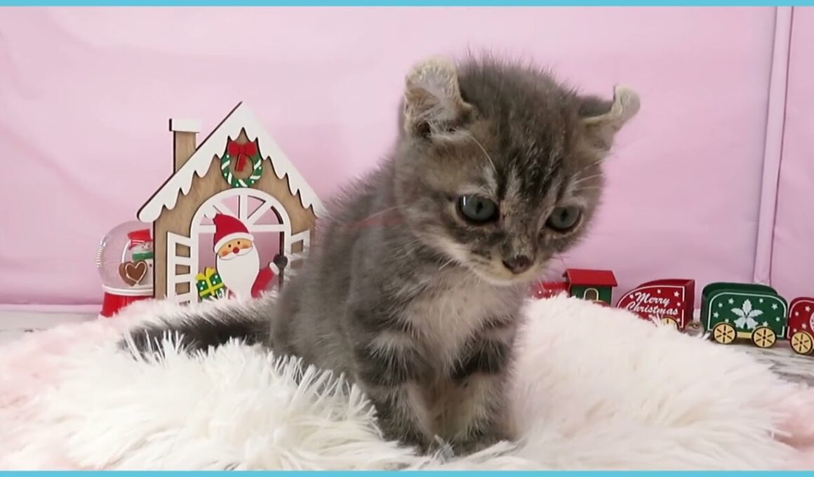 ペットショップcoo&riku No.00739631 アメリカンカール